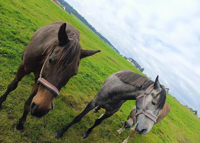 Zogata Apartamento *